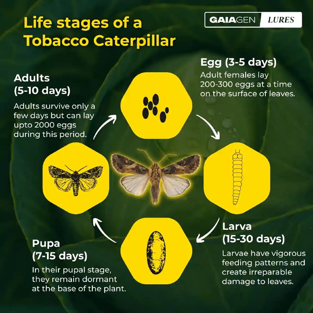Gaiagen Tobacco Caterpillar (Spodoptera Litura) Pheromone Lure And Insect Funnel Traps, IMO Certified. - Image 2