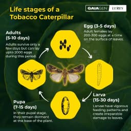 Gaiagen Tobacco Caterpillar (Spodoptera Litura) Pheromone Lure And Insect Funnel Traps, IMO Certified. 2