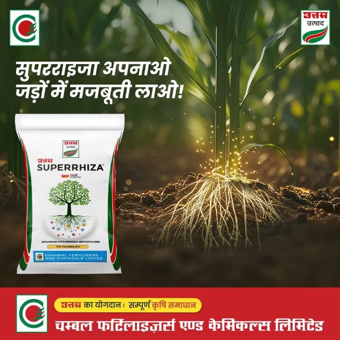 Uttam Superrhiza Vesicular Arbuscular Mycorrhiza (VAM) Biofertiliser, Organic Manure Fertilizers And Compost, Soil Mix For All Plants - Image 2