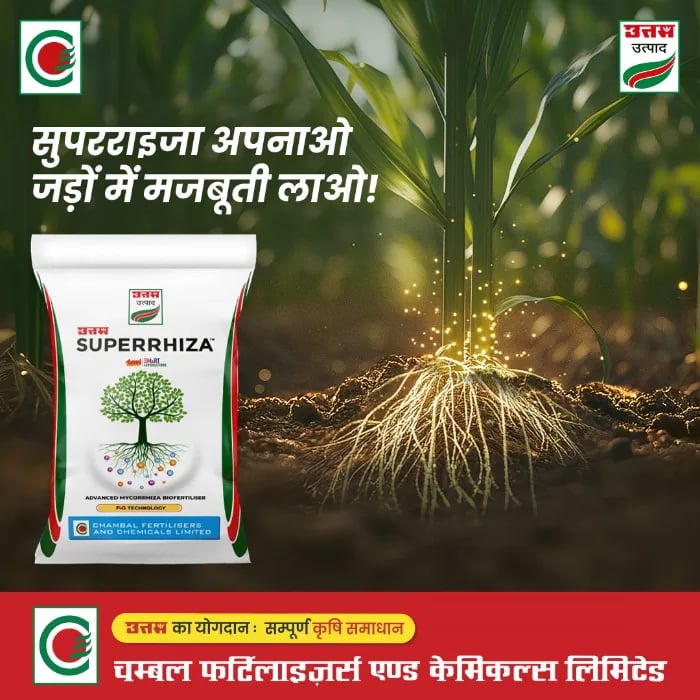 Uttam Superrhiza Vesicular Arbuscular Mycorrhiza (VAM) Biofertiliser, Organic Manure Fertilizers And Compost, Soil Mix For All Plants