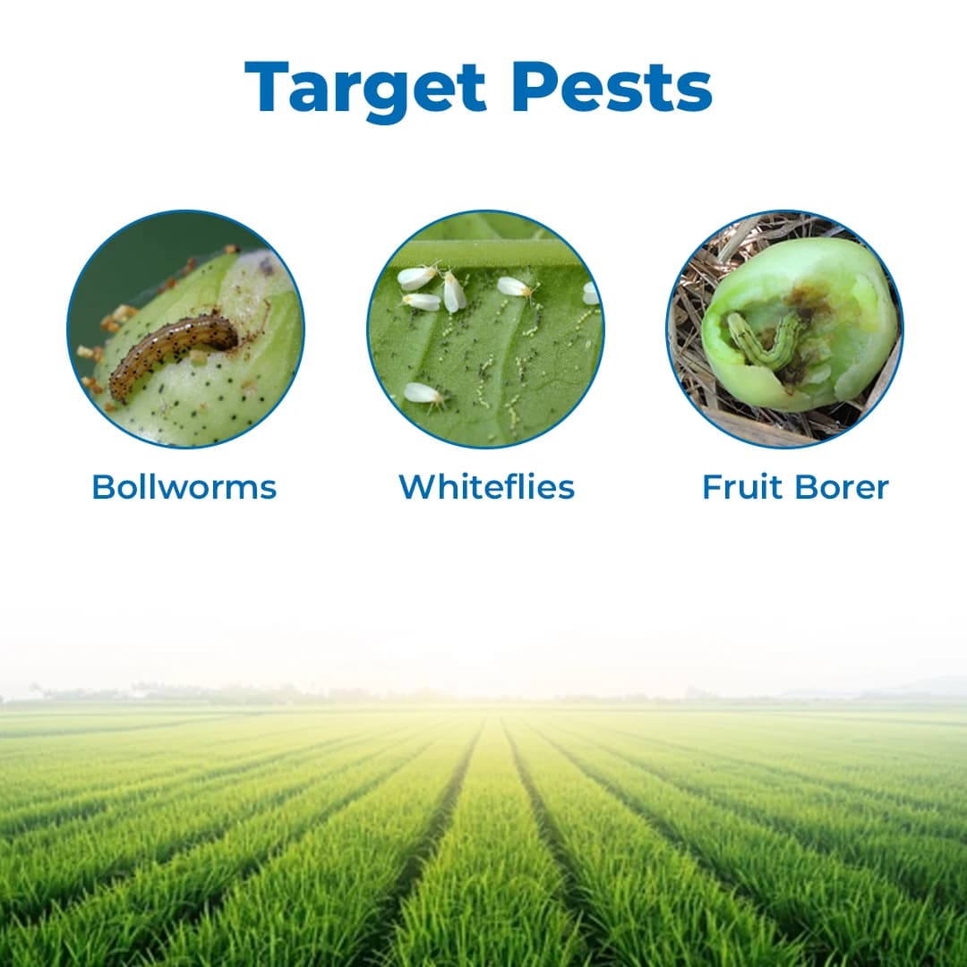 Sumitomo Sumiprempt Pyriproxyfen 5% + Fenpropathrin 15% EC For Controlling Whitefly . - Image 3