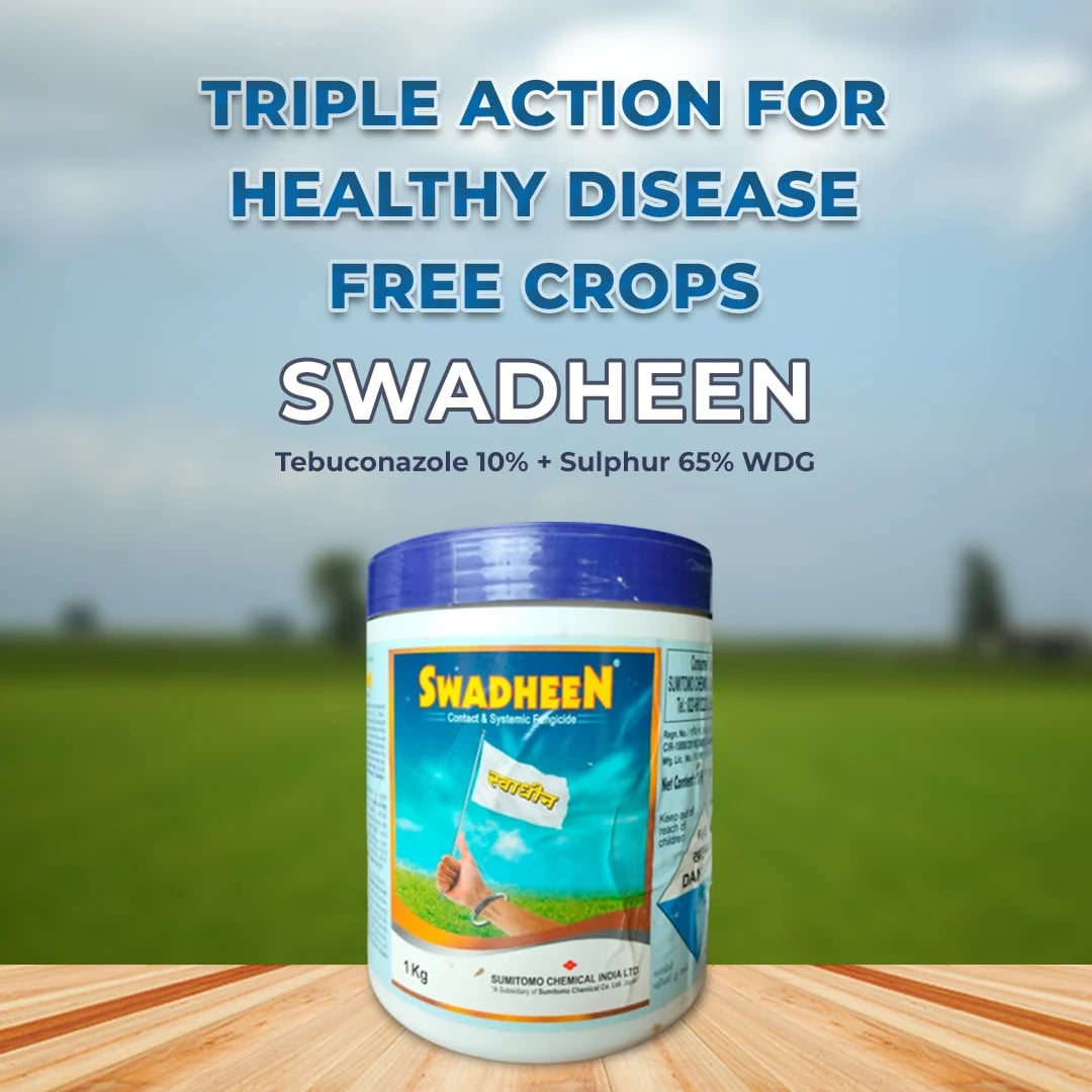 एक्सेल सुमितोमो स्वधीं टेबुकोनाजोल 10% + सल्फर 65% डब्ल्यूडीजी, फफूंद जनित रोगों के लिए प्रभावी और लागत प्रभावी समाधान