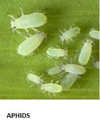 Gharda Mahaveer SC Fipronil 5% SC Insecticide, Controlling Lepidopteran Pests in Major Crops - Image 3
