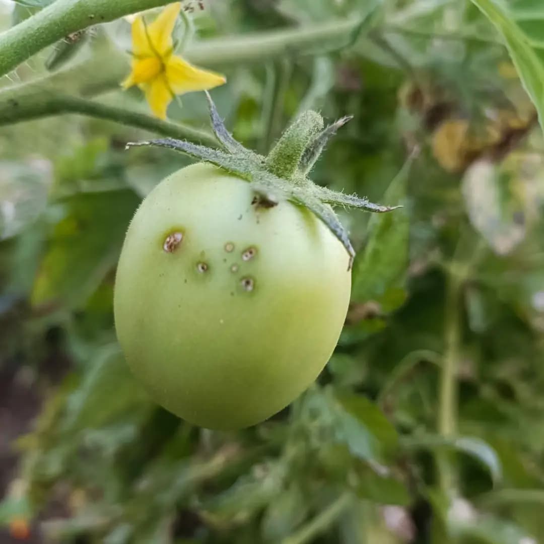 HEDO Tuta Pheromone Lure With Delta Trap (Tuta Absoluta) To Control Leaf Miner In Tomato, Cherry Tomato And Potato - Image 5