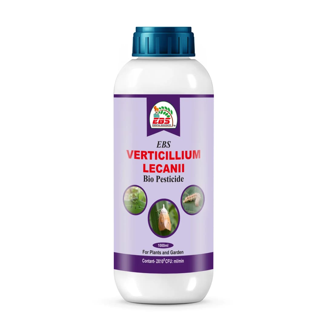 EBS Verticillium Lecanii Bio Pesticide, Used To Make Biological Insecticides. It Is Primarily Used To Control Greenhouse Aphids, Whiteflies.