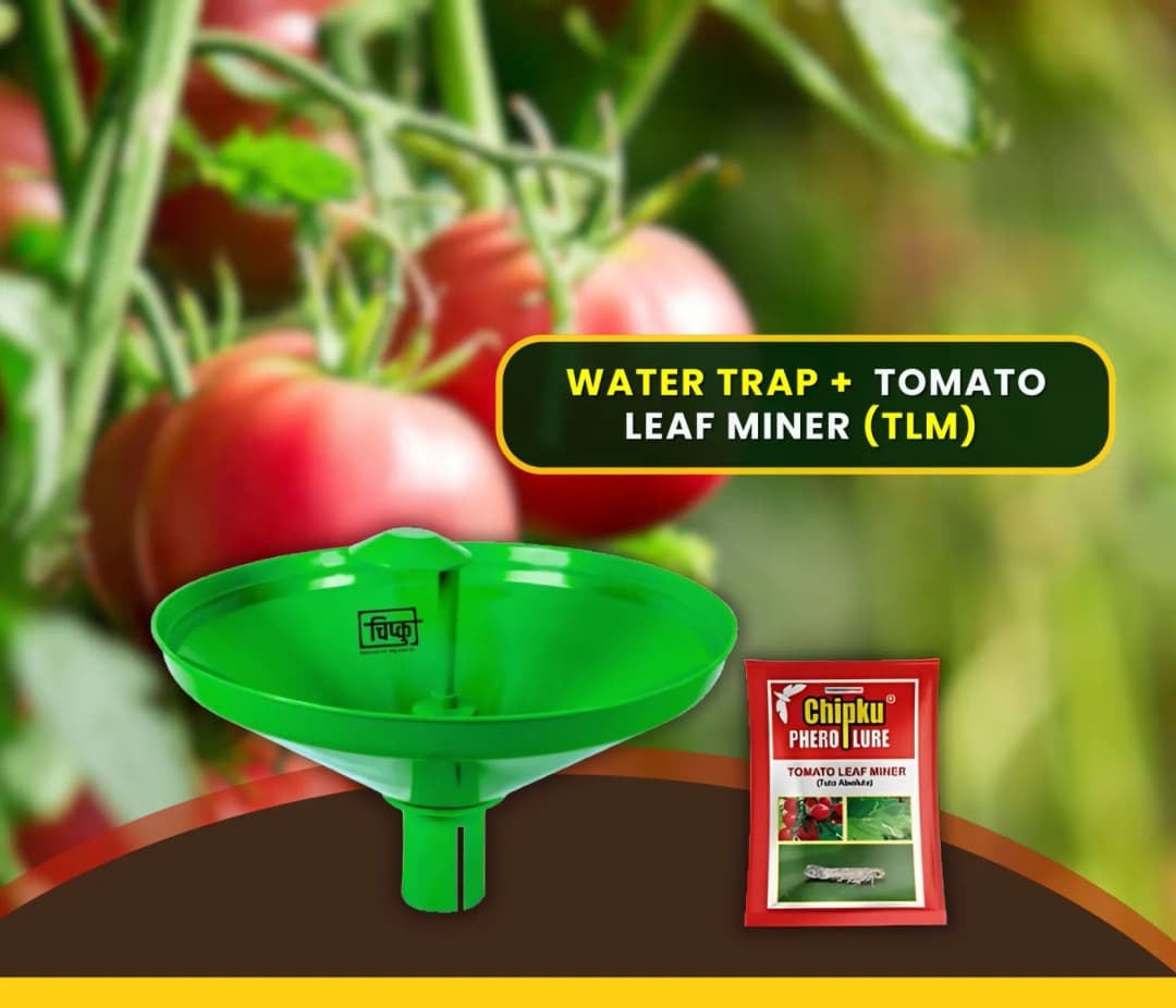 Chipku Pheromone Water Trap With Tuta Absoluta Lure To Catch Insect Tomato Leaf Miner (TLM) of Tomato, Potato, Egg Plant etc. - Image 3