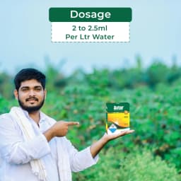 इंडोफिल अवतार हेगैक्सोनाजोल 4% + ज़िनेब 68% डब्ल्यूपी, एक अद्वितीय विस्तृत स्पेक्ट्रम कवकनाशी 5