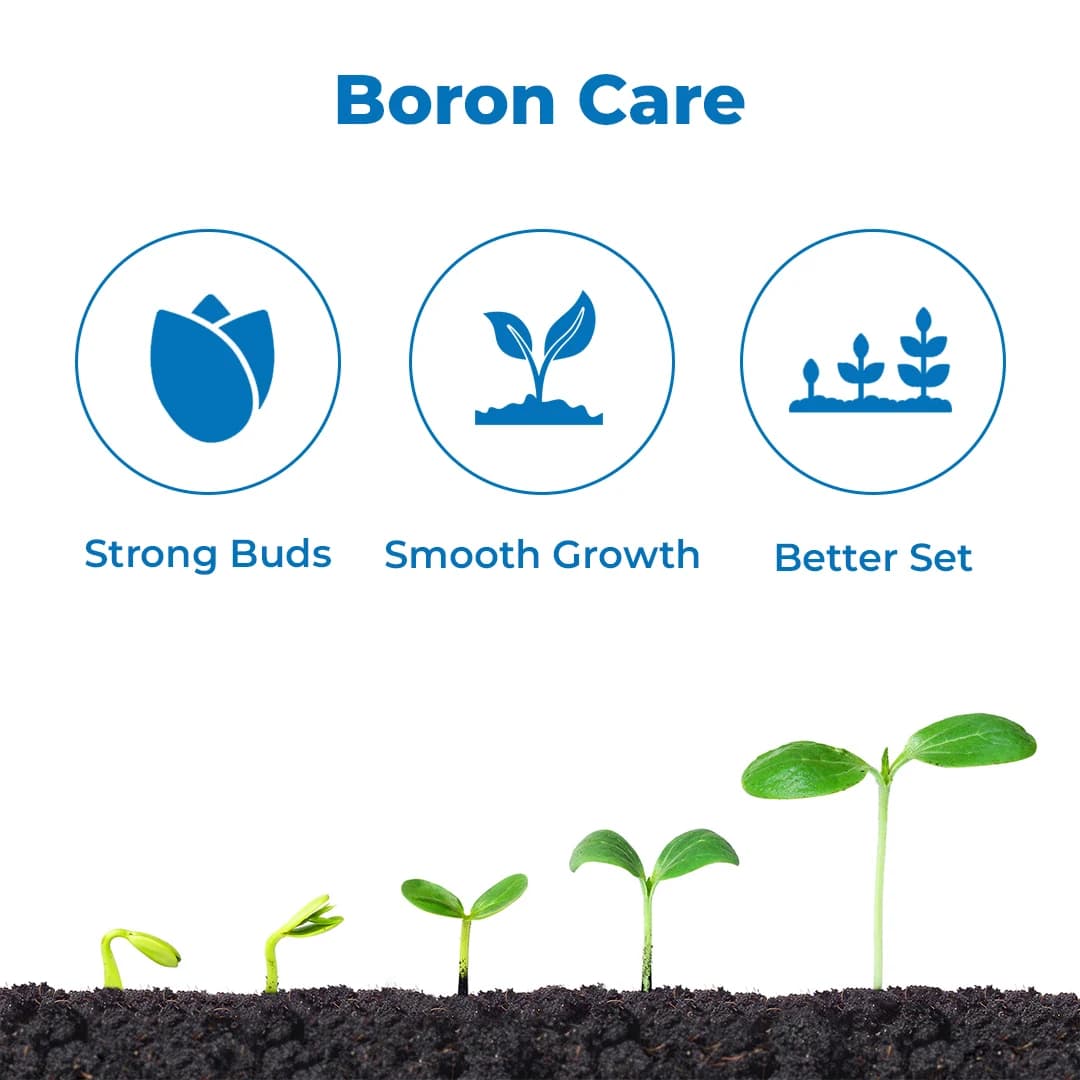 Agriventure BORON-20%, 100% Water Soluble Fertilizer, Improving Flower And Fruit - Image 3