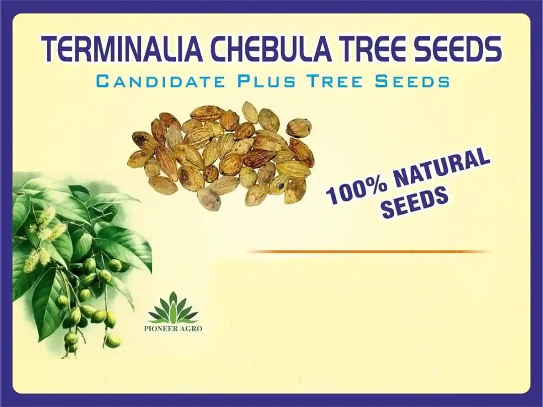 Terminalia Chebula Tree Seeds full rounded crown and cylindrical Shapes