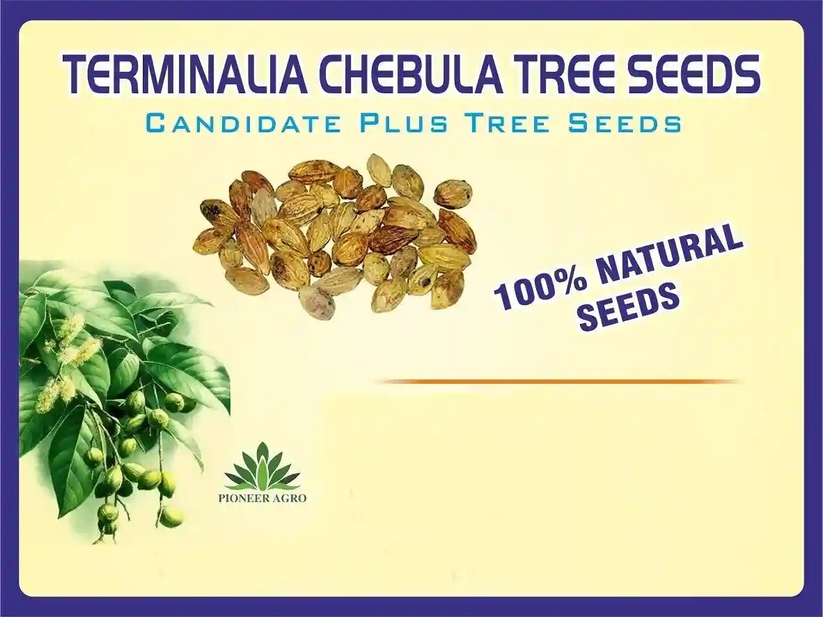 Terminalia Chebula Tree Seeds full rounded crown and cylindrical Shapes