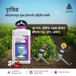 Adama Trassid Diafenthiuron 40% + Spinetoram 5% SC Insecticide, Dual Action Solution 2