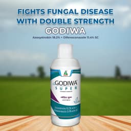Dhanuka Godiwa Super Azoxystrobin 18.2% + Difenoconazole 11.4% SC Fungicide, Systemic Broad-Spectrum 2