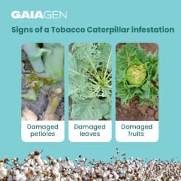 Gaiagen Tobacco Caterpillar (Spodoptera Litura) Pheromone Lure And Insect Funnel Traps, IMO Certified. 4