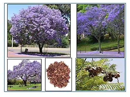 RK Seeds - Jacaranda, Blue Jacaranda Tree Seeds, Jacaranda Mimosifolia Seeds, Black Poui, The Fern Tree Seeds Ornamental Flowering Tree Seeds planting - Image 2