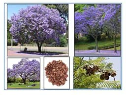 RK Seeds - Jacaranda, Blue Jacaranda Tree Seeds, Jacaranda Mimosifolia Seeds, Black Poui, The Fern Tree Seeds Ornamental Flowering Tree Seeds planting 2