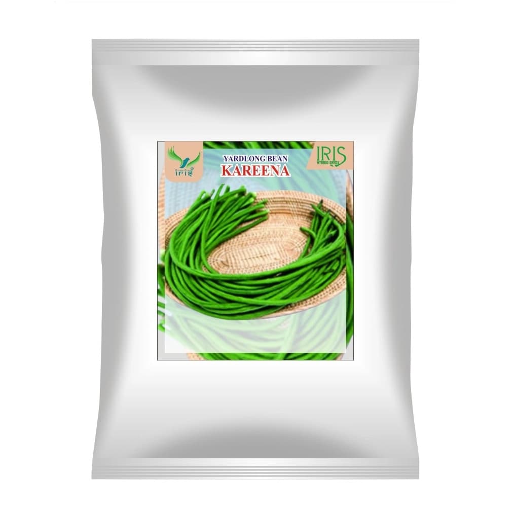Iris Kareena OP Hybrid Yardlong Beans Seeds, Medium Green And Vigorous Variety