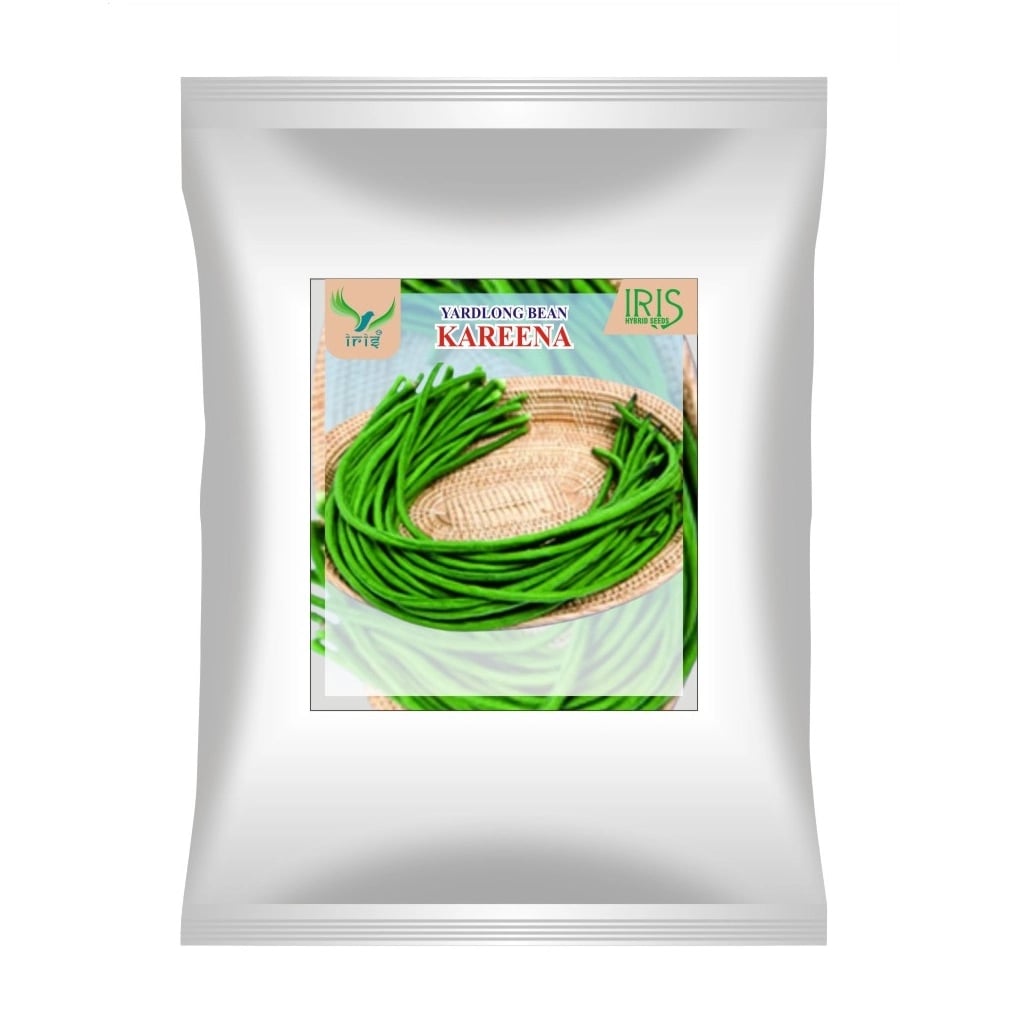 Iris Kareena OP Hybrid Yardlong Beans Seeds, Medium Green And Vigorous Variety