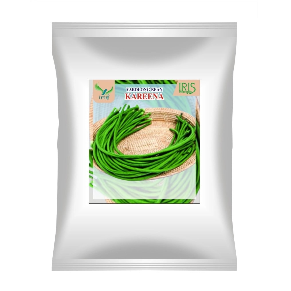 Iris Kareena OP Hybrid Yardlong Beans Seeds, Medium Green And Vigorous Variety