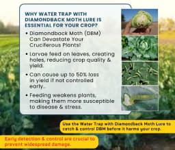 Chipku Pheromone Water Trap With Lure Plutella Xylostella To Catch Insect Diamond Black Moth (DBM) On Cabbage, Brocolli, Cauliflower Plants. 7