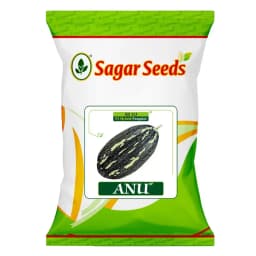 Sagar Anu F1 Hybrid Pumpkin Seeds, High Yield, Excellent Taste, Dark Green Oval Fruits 1