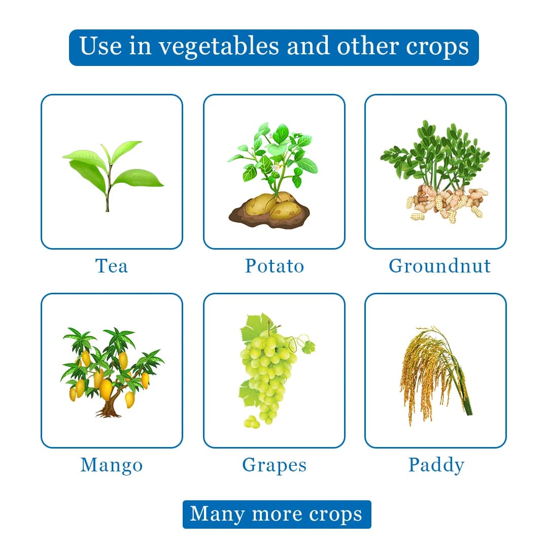 SOFT - Carbendazim 12% + Mancozeb 63% WP Fungicide, Use Against Blast, Leaf Spot , Collar Rot, Root Rot, Early And Late Blight, Blister Blight - Image 4