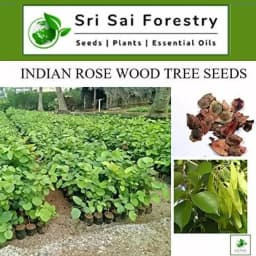 SRI SAI FORESTRY - Shisham Tree Seeds (North Indian Rosewood ) , Hard Tiber Seeds 4