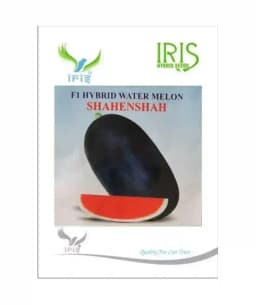 Iris Hybrid Fruit Seeds F1 Hybrid Watermelon Shahenshah, Dark Blackish Color 2