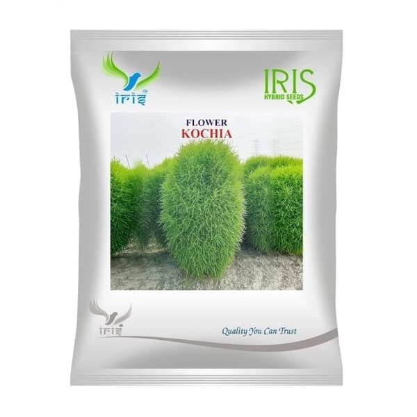 Iris Kochia Hybrid OP Flower Seeds, Imported, Pale Green, Fast Growing And Green Ornamental Foliage Plant - Image 1