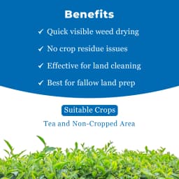 Dhanuka Noweed Glyphosate 41% SL Herbicide, Non-Selective, Complete Weed Control 4