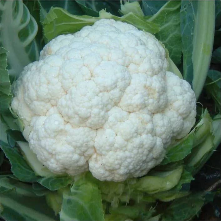 JK Sonio F1 Hybrid Cauliflower Seed, High Yield, Disease Tolerant, Smooth Curd - Image 2