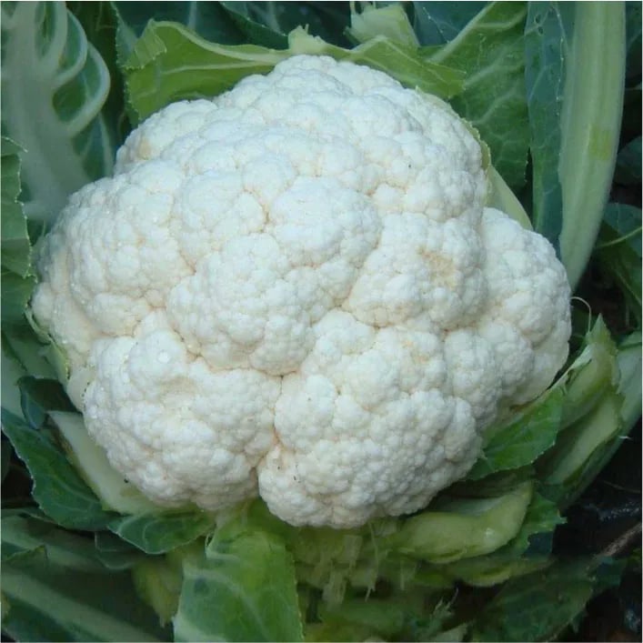 JK Sonio Cauliflower Seeds - Phool Gobhi Seeds