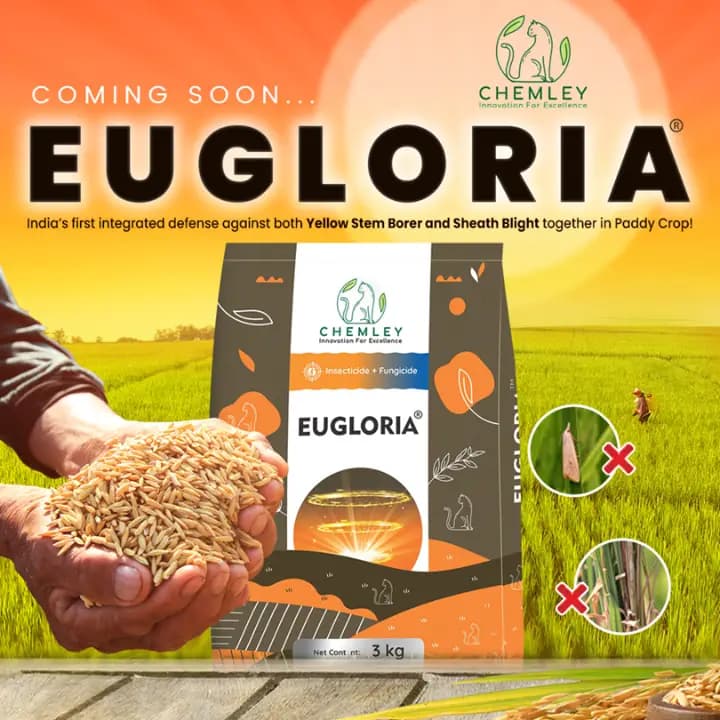 Chemley EUGLORIA Chlorantraniliprole 0.64% + Tebuconazole 3% + Clothianidin 1.92% GR Insecticide + Fungicide, Efficient For Pests And Disease Control - Image 4