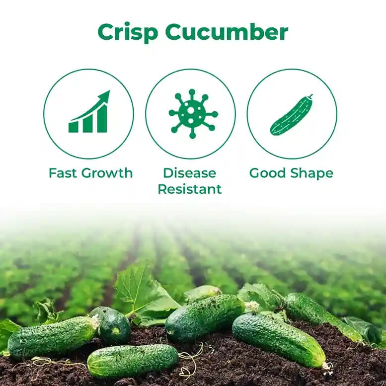 VNR Krish F1 Hybrid Cucumber Seeds, Kakdi ke Beej, Attractive Green Fruit, Cylindrical Shape - Image 3