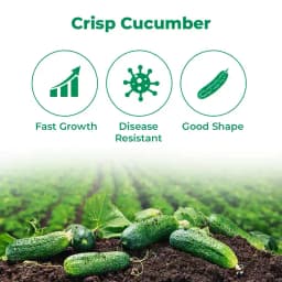 VNR Krish F1 Hybrid Cucumber Seeds, Kakdi ke Beej, Attractive Green Fruit, Cylindrical Shape 3