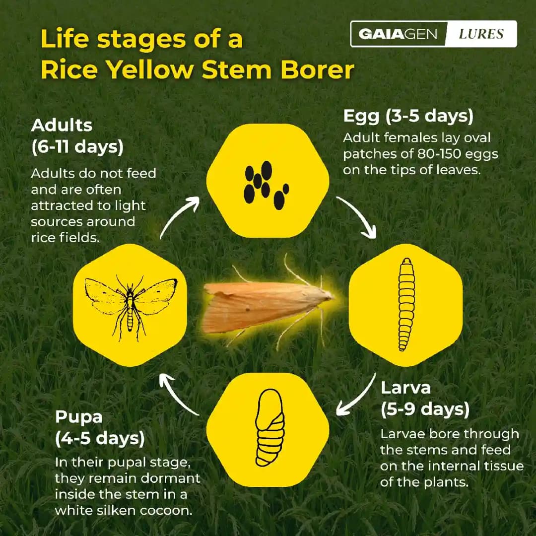 Gaiagen Yellow Rice Stem Borer (Scirpophaga Incertulas) Pheromones Lure And Funnel Insect Traps Combo, IMO Certified. - Image 3