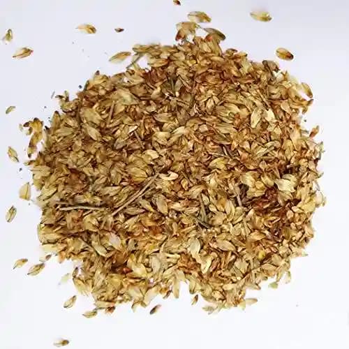 आरके सीड्स - कास्यूरिना एक्विसेटिफोलिया, ऑस्ट्रेलियन पाइन, कास्यूरिना, ऑस्ट्रेलियन पाइन वृक्ष, चूला एवरग्रीन वृक्ष बीज, ऑस्ट्रेलियन व्हिस्लिंग पाइन - Image 2