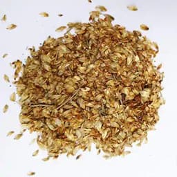 आरके सीड्स - कास्यूरिना एक्विसेटिफोलिया, ऑस्ट्रेलियन पाइन, कास्यूरिना, ऑस्ट्रेलियन पाइन वृक्ष, चूला एवरग्रीन वृक्ष बीज, ऑस्ट्रेलियन व्हिस्लिंग पाइन 2