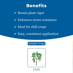 CHILLI GROW Amruth Chilli Microbial Consortia-ACC, Chili Special, Best For Plant Development 4