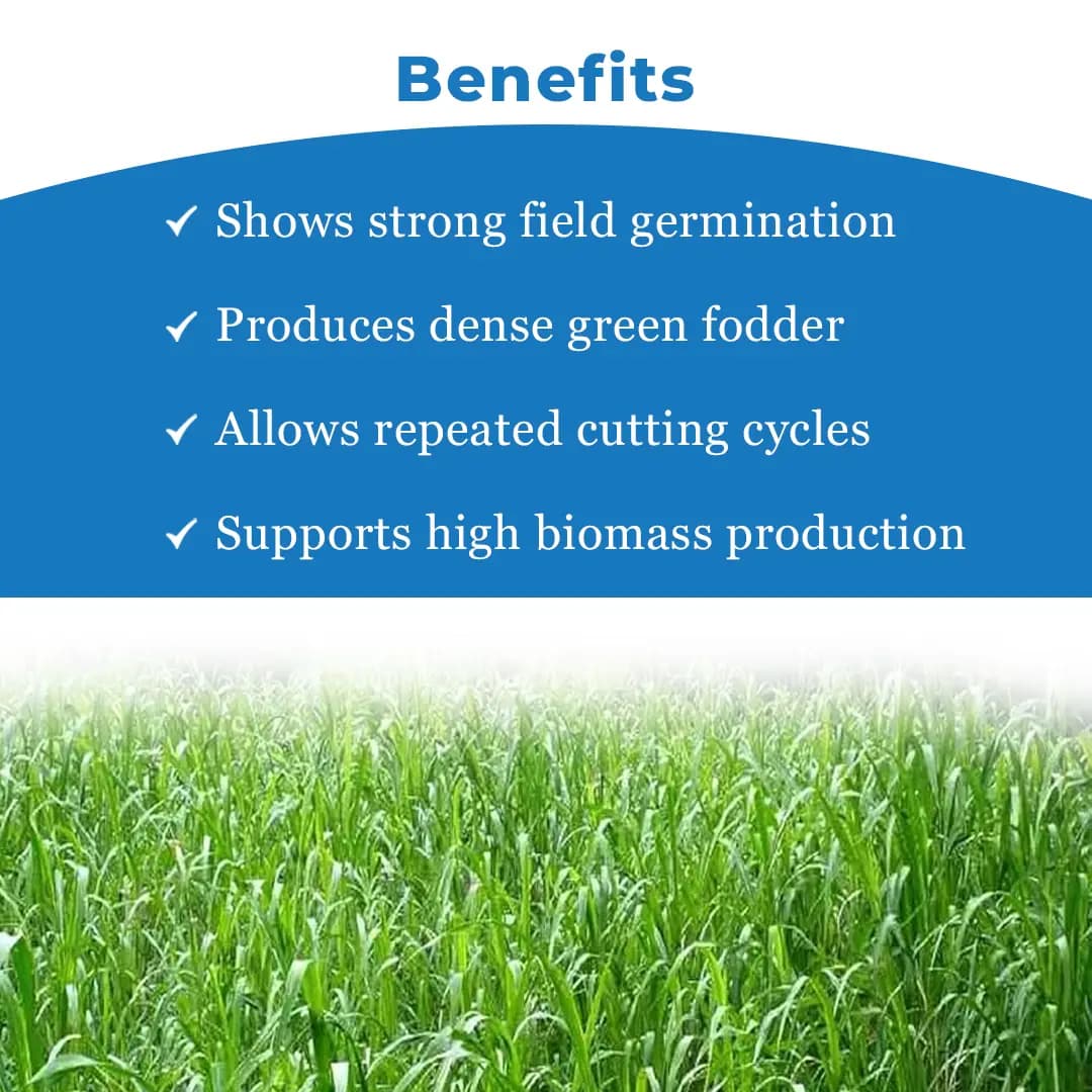 S.K. International Punjabi Multicut Grass Seeds - Image 4