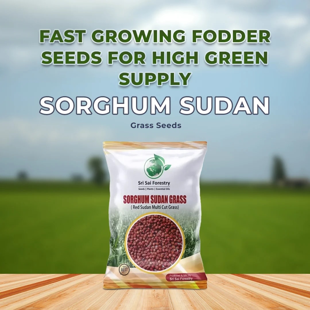 Sri Sai Forestry Sorghum Sudan Grass Seeds - Red Sudan Multi Cut Grass For Goat And Cow
