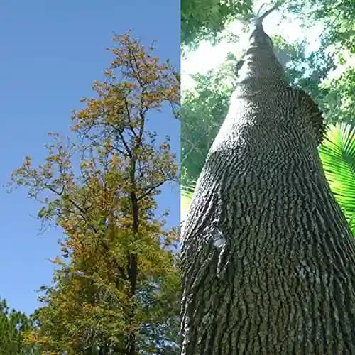 RK Seeds - Grewia Robusta, Southern Silky oak, Silver oak , Australian Silver Oak Ornamental Tree Seeds,Silver Oak Ornamental Seeds for planting - Image 3