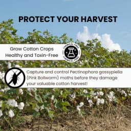 Chipku Pheromone Trap Funnel With Pink Bollworm Lure To Catch Insect Moth Of Pink Bollworm (PBW) (Pectinophora Gossippiella) In Cotton Crop. 6