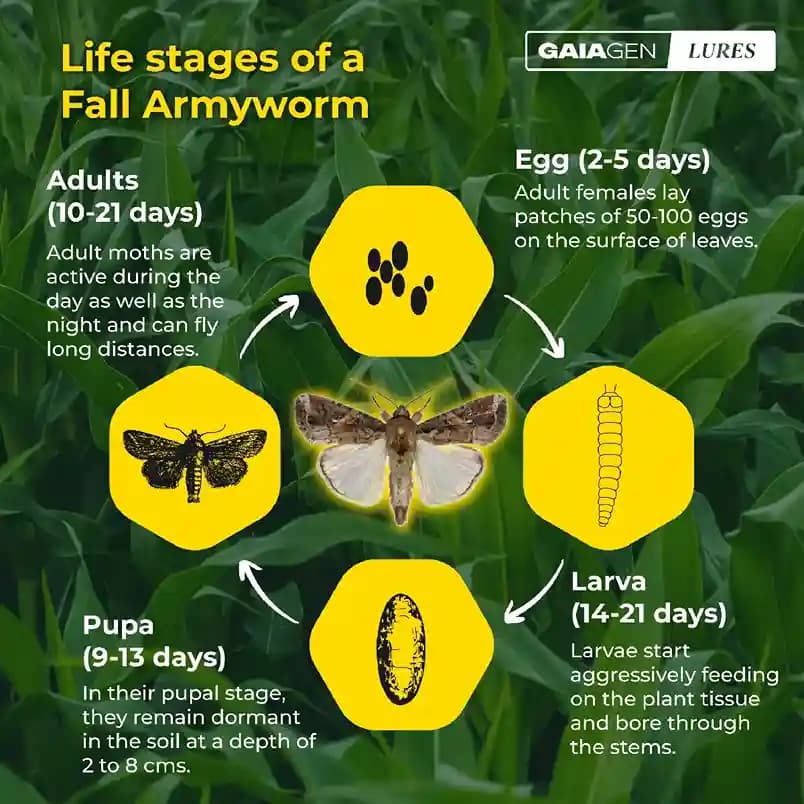 Gaiagen Fall Army Worm Pheromone Lure For Spodoptera Frugiperda And Insect Funnel Trap, IMO Certified - Image 4
