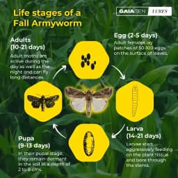 Gaiagen Fall Army Worm Pheromone Lure For Spodoptera Frugiperda And Insect Funnel Trap, IMO Certified 4