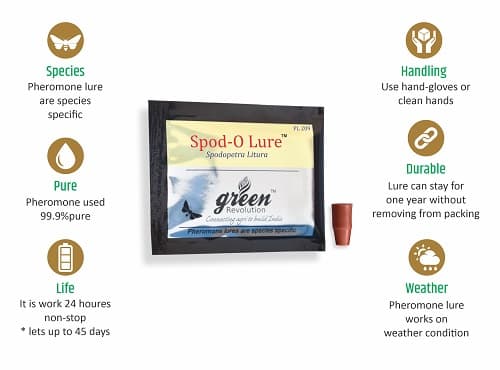 Funnel Trap with Spodo O Lure (Spodoptera Litura Pheromone) For Tobacco, Cotton, Red gram, Tomato and Chilli. - Image 9