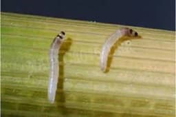 Funnel Trap With YSB Lure (Scirpophaga Incertulas) Yellow Stem Borer, Useful For Rice and Brinjal Fruit & Shoot Borer Moth. 2