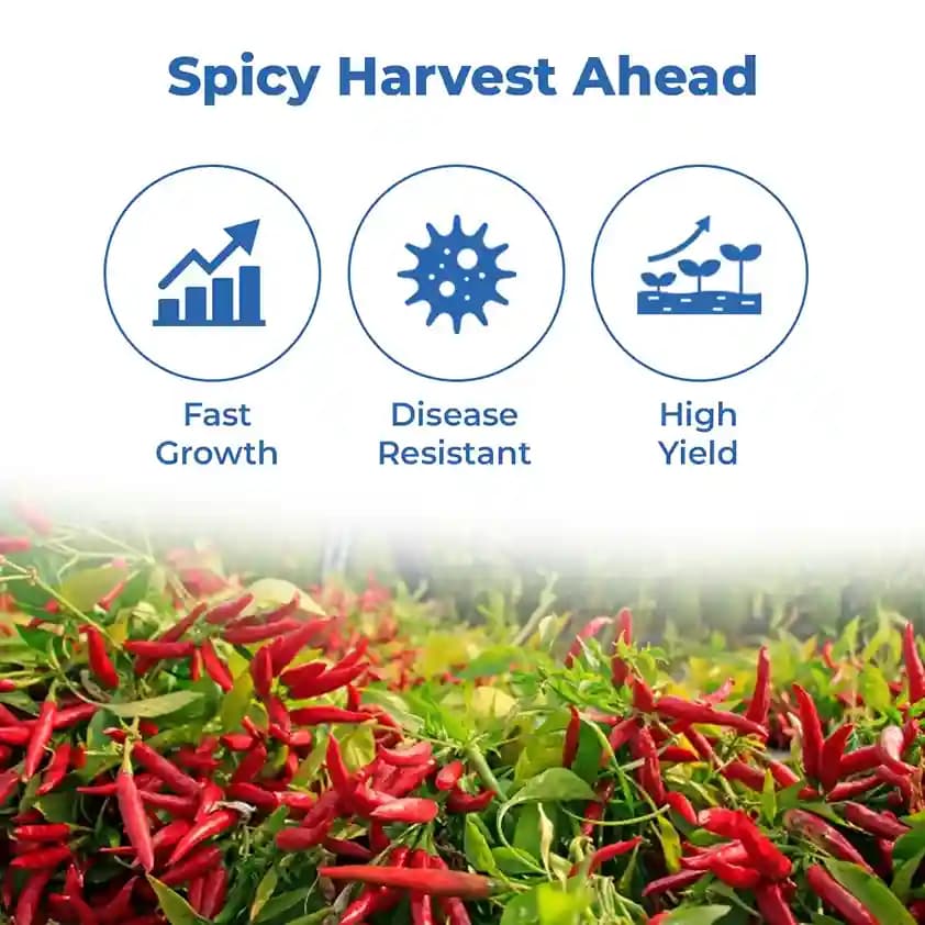 Sarpan F1- 92 Dabbi Byadgi Chilli seeds, Mirchi Ke Seeds, Marcha Na Bee, Mirchi ke Beej - Image 3