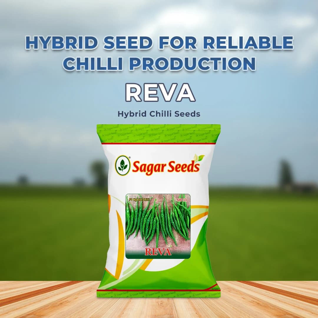 Sagar Reva Chilli Seeds - (Mirchi Seeds) High Pungency, Dual Purpose, Early Maturity - Image 2