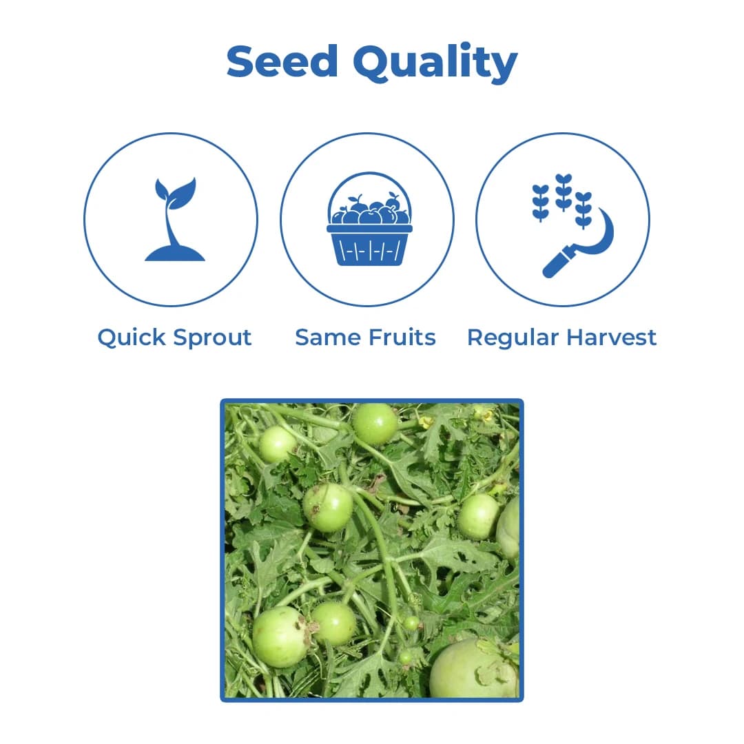 Sagar Naresh F1 Hybrid Tinda Seeds, High Yield, Early Maturity, Light Green Hairy Fruits - Image 3