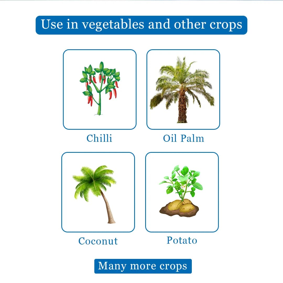 Holotrichia Consanguinea, Holotrichia Serrata Pheromone Trap & Lure, Controlling of White Grub In Sugarcane, Groundnut, Chilli, Guava and Others - Image 4